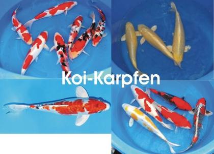 Koi - Teichfische - Besatzfische // Fischfarm Eske