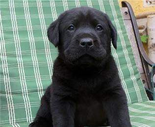 3 Labradorwelpen suchen noch IHRE Familie