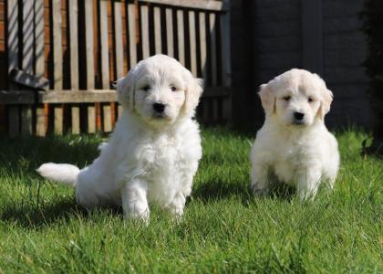 Golden Retriever Babys in bestes Endzuhause abzugeben