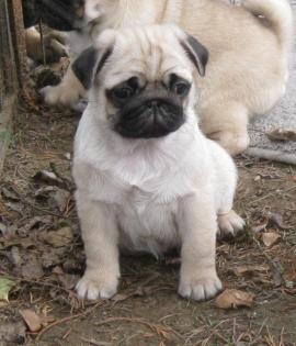 Liebevoller Mops Welpen