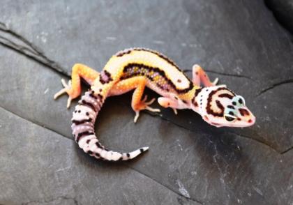 Leopardgeckos HP AKTUALISIERT