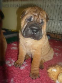 Wunderschöne Sharpei Rüde