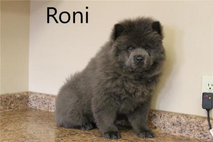 Chow-Chow - Welpen - von der Liebe zur Familie