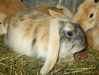 NHD-Miniwidderchen aus liebevoller Hobbyzucht