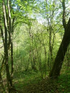 Zu Verkaufen Freizeitgrundstück mit Wald und Wiese am Berg 16'270 m2 mit Blockhü