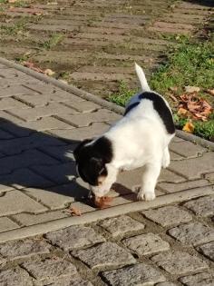 Verschmuster Jack Russel 