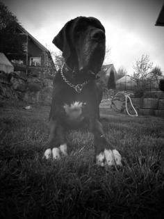 Hamilton sucht neues Zuhause