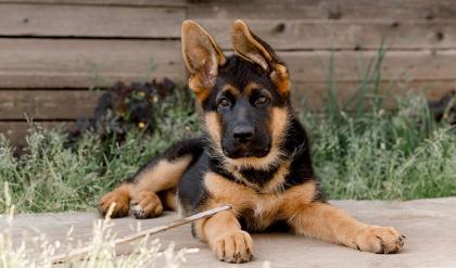 Deutsch schäferhund Welpen