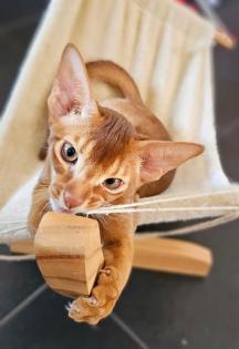 Ein bezauberndes reinrassiges sehr verschmustes Abessinier Kitten mit Stammbaum
