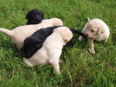 VDH/VK (FCI) Labrador welpen mit papiere