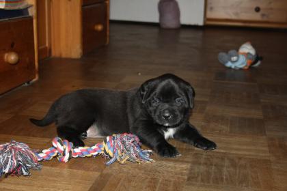 Hunde, Welpen, Saupacker, Molosser, mit Papieren,.....
