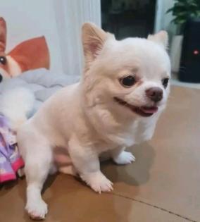Erstklassiger Chihuahua-Welpe für Ihre Familie