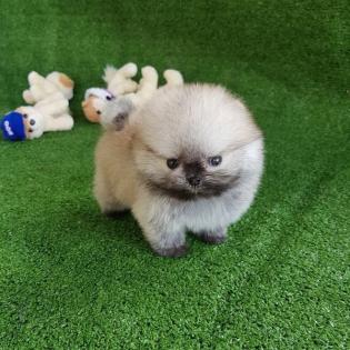 Teacup Pomeranian Spitz Welpen für Ihre Kinder
