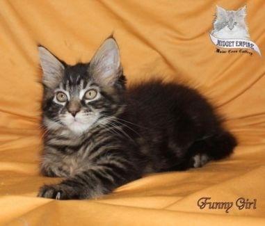 Maine Coon Babys suchen Familienanschluss 
