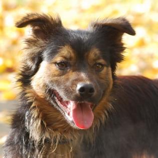 Alfi sucht ein Zuhause