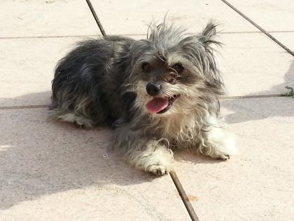 4 Chihuahua suchen liebevolles Zuhause