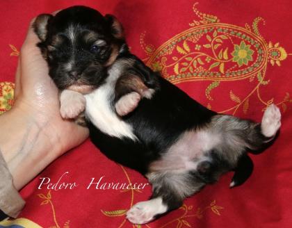VDH Havaneser Welpen aus NRW Tele. 02382/803166 Havaneserwelpen Hundewelpen