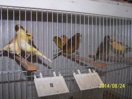 Schöne  Farbkanarienvögel