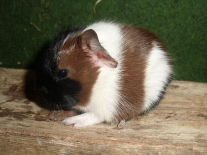 Meerschweinchen Babys und Kastrate abzugeben