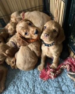 Wunderschöne KC English Cocker Spaniels