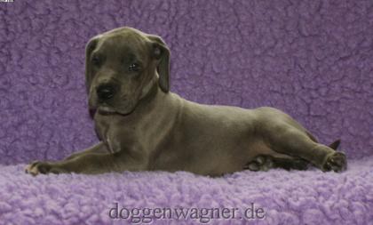 Deutsche Doggen Welpen vom Hause Wagner