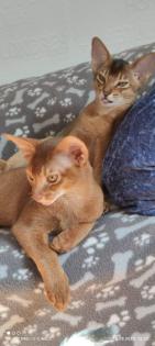 2 bezaubernde reinrassige Abessinier Kitten mit Stammbaum / Abstammungsurkunde