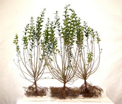 Ligusterhecke/Liguster  50-80cm groß, Freilandware
