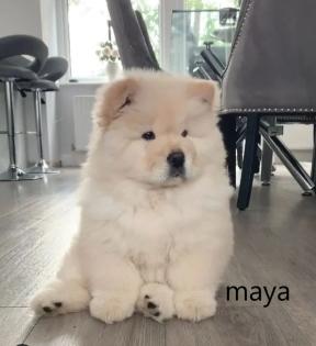Chow-Chow - Welpen - von der Liebe zur Familie