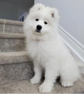 I cuccioli di Samoiedo sono molto speciali: cercano una nuova casa
