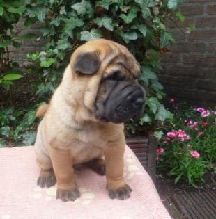Wunderschöne Sharpei Rüde