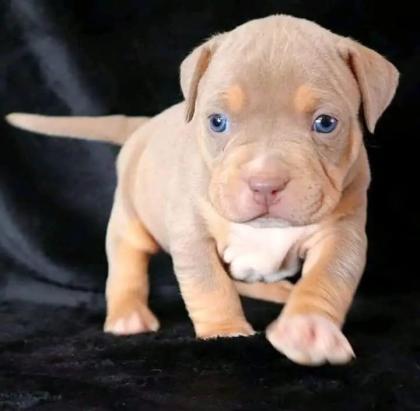 American Pitbull-Welpe (Blue-Line)