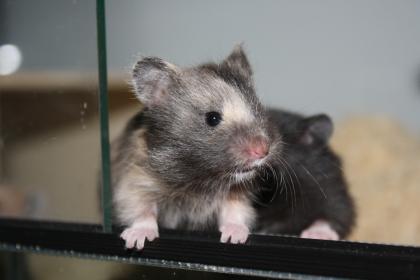 Hamsterzucht München  