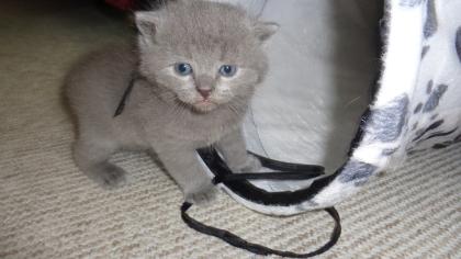 BKH Kitten  