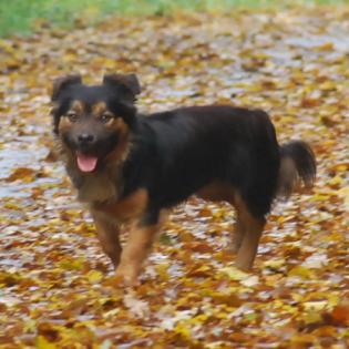 Alfi sucht ein Zuhause