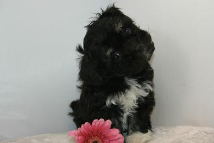 Bolonka Zwetna Welpen abzugeben