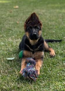 Deutsch schäferhund Welpen