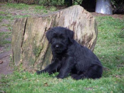 Riesenschnauzer Welpen 
