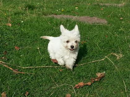 4 Chihuahua suchen liebevolles Zuhause