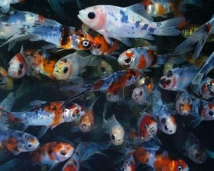 Koi - Teichfische - Besatzfische // Fischfarm Eske