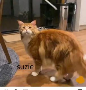 Wunderschöne Maine-Coon-Kätzchen.