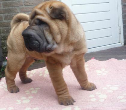 Wunderschöne Sharpei Rüde