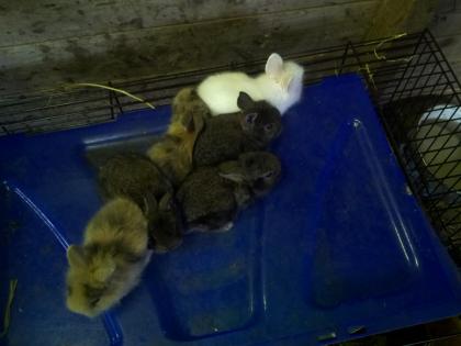 Löwenkopfbabies in Gute Hände abzugeben