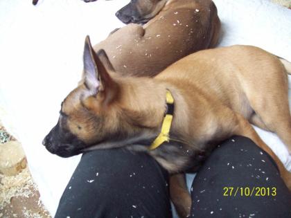 Reinrassige Malinois Welpen, Belgische Schäferhunde