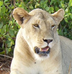 Faszination Kenia - 11 Tage Safari - 3 Tage Strand