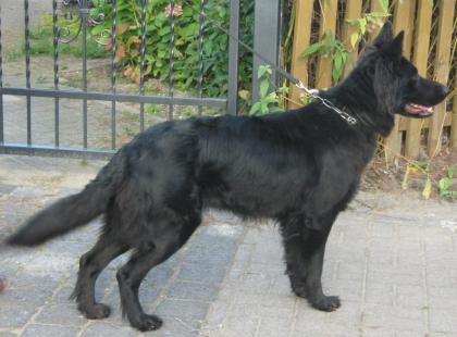 Altdeutsche Schäferhundwelpen vom Buchholzer Wald