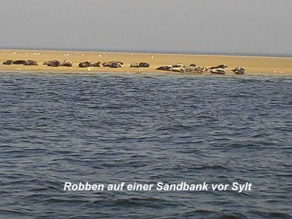 Mitsegeln,Weser,Nordsee,Helgoland,Sylt,Amrum,Föhr,Elbe,Ostsee,