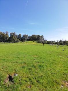 Sardinien, Weinberg, Land, 3 Ha, Existenz, Baugenehmigung, Auswandern, Selbstver