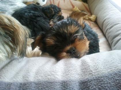 Yorkshire Terrier Welpen