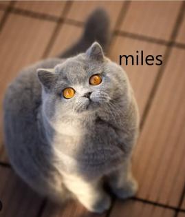 Wunderschöne britische Kurzhaarkätzchen