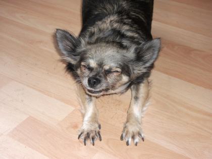 *DOGSITTING* Ich führe gerne täglich ihren Hund 1-3 std aus ! Raum: Ellerbeck/ W